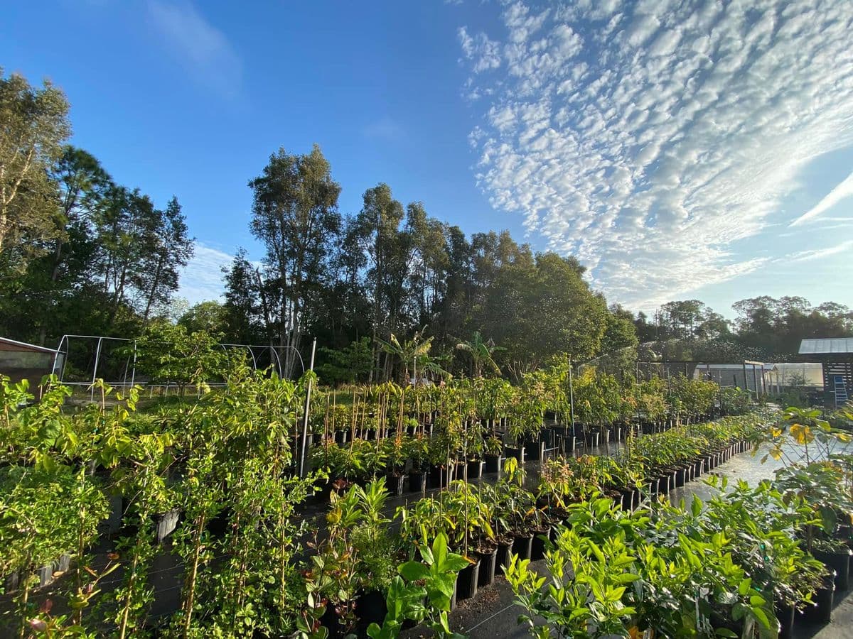 NOFO GROVES Nursery