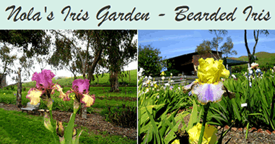 Nola's Iris Garden