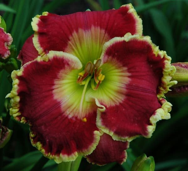 Nonnie’s Daylily Gardens