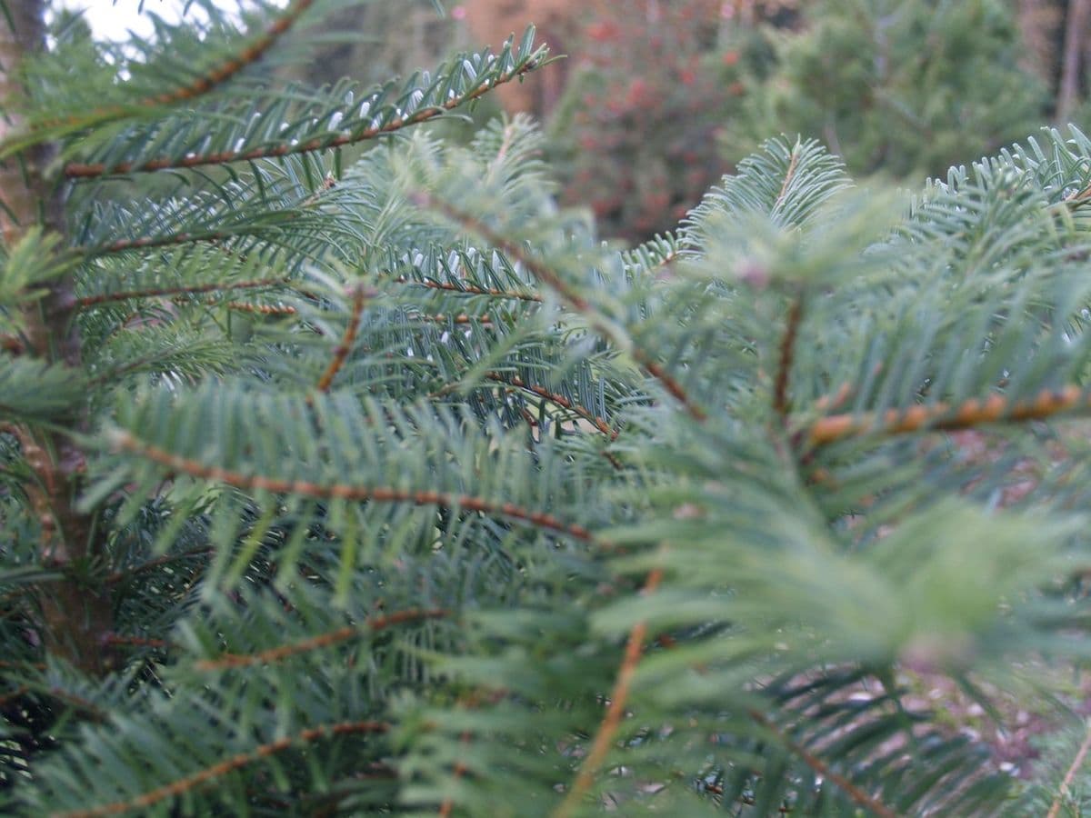 Noon Road Trees