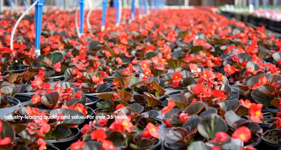 Nortex Wholesale Nursery Inc
