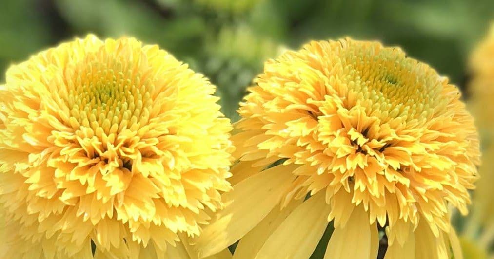 North Coast Perennials