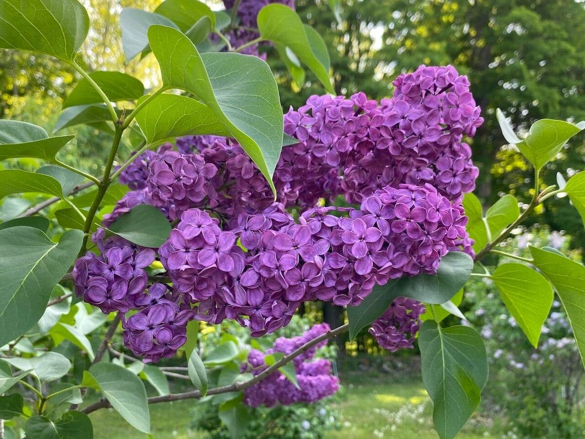 North Country Lilacs