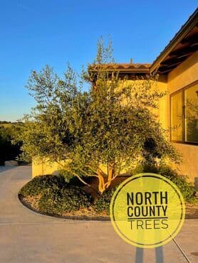 north county trees
