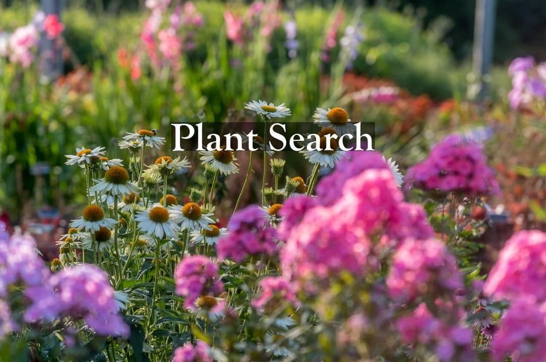 North Creek Nurseries