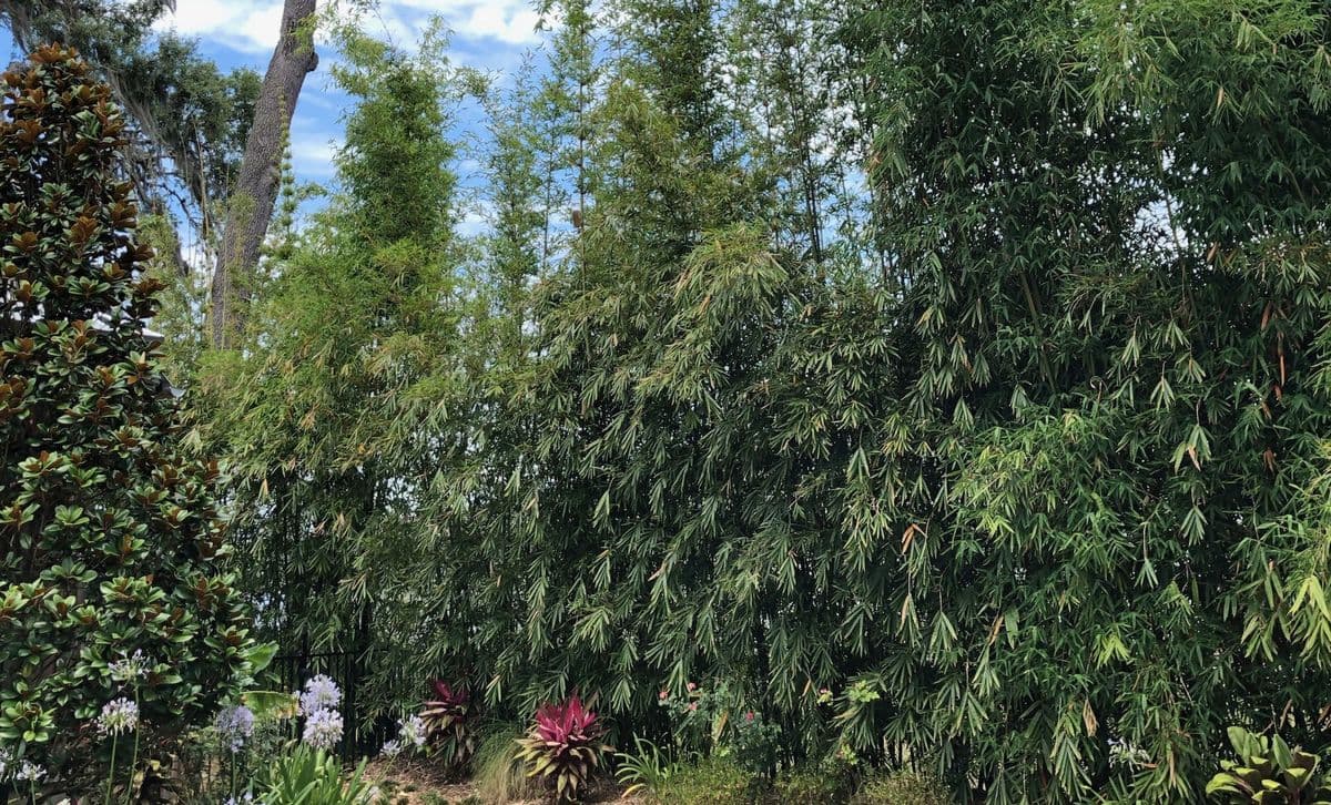 North Florida Bamboo