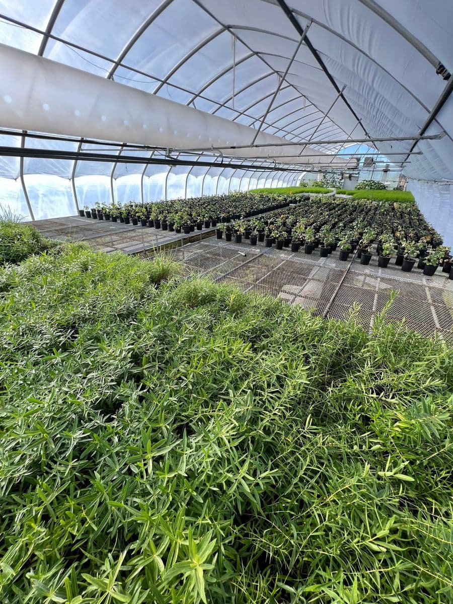 North Fork Native Plants