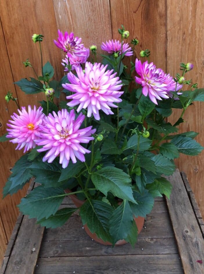 North Guilford Nurseries