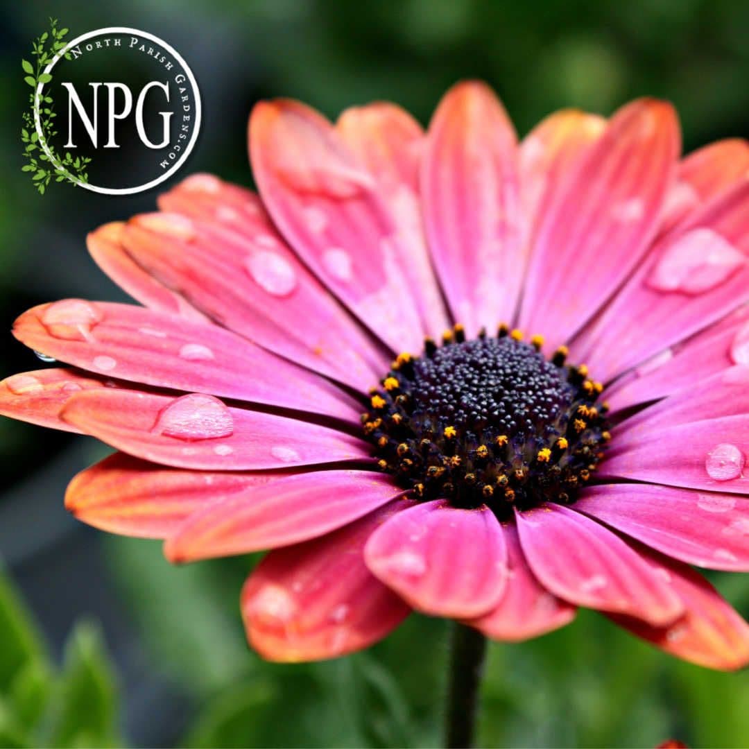 North Parish Gardens