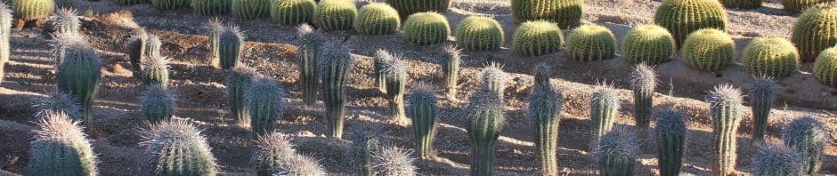 North Scottsdale Nursery & Cactus