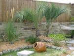 North Texas Palms & Pottery