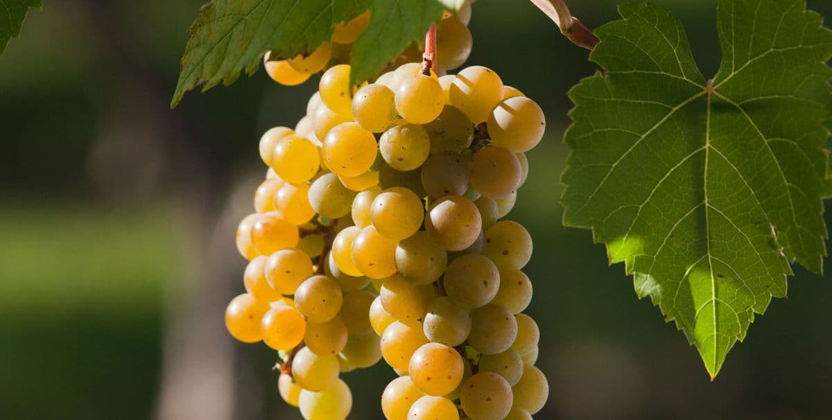 Northeastern Vine Supply, Inc.