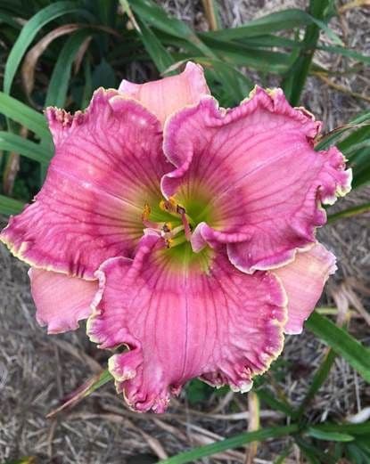 Northern Grown Perennials