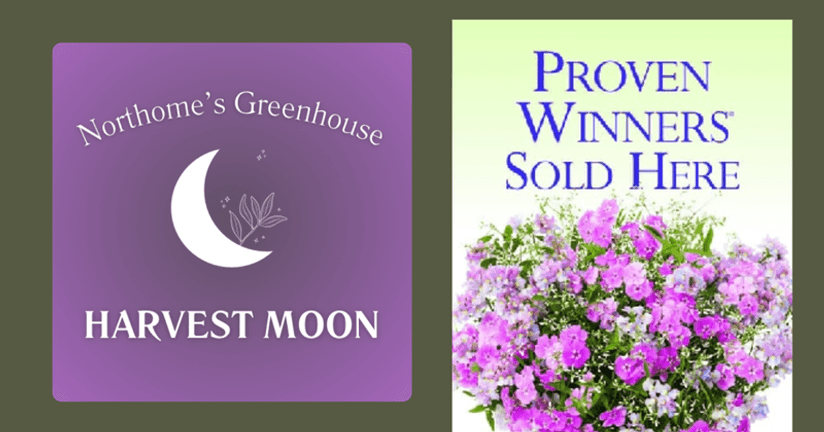 Northomes Greenhouse - Harvest Moon