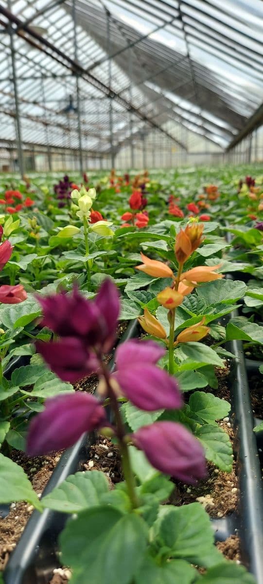 Northside Greenhouse, LLC