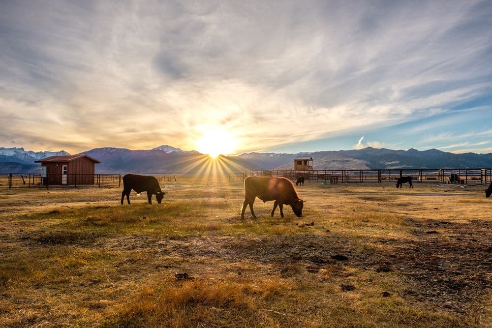 Northside Ranch Pet & Garden Center