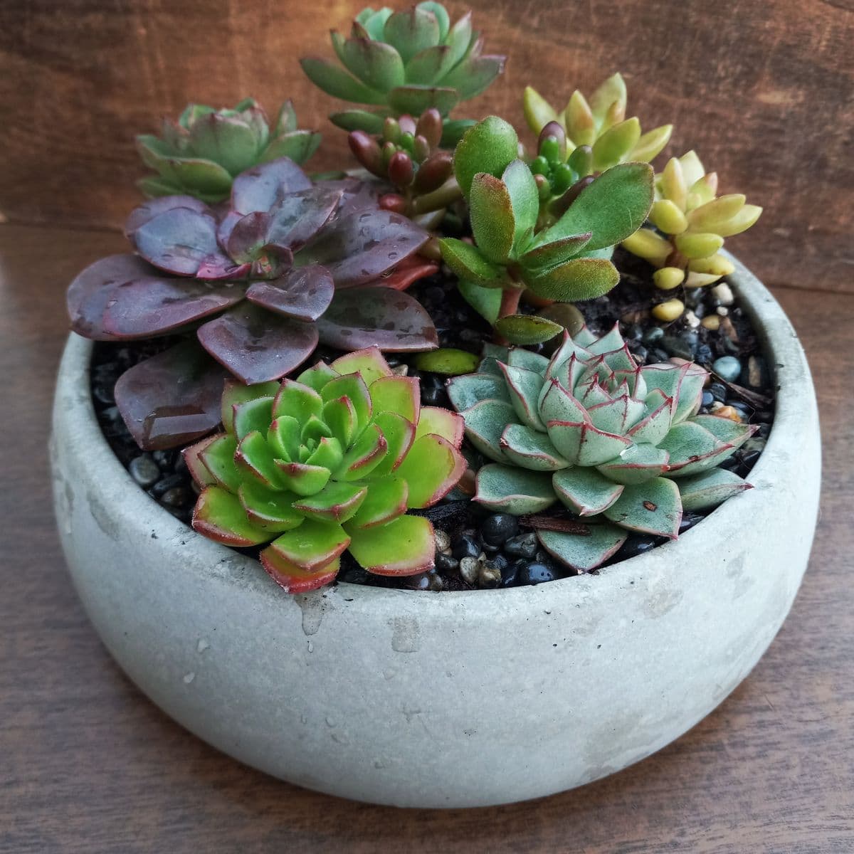 Northsound | Succulents, Treasures & Coastal Curios