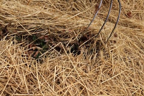 Nourse Farms