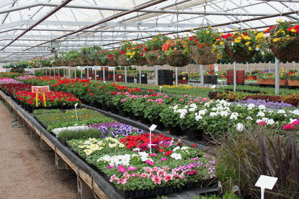 Novacek Greenhouse