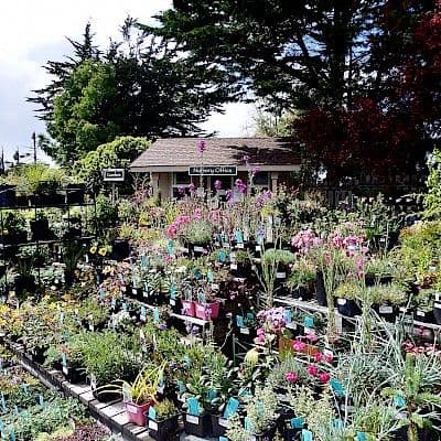 Nursery at Mendocino Coast Botanical Gardens
