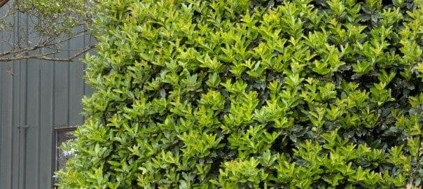 NWA Plants