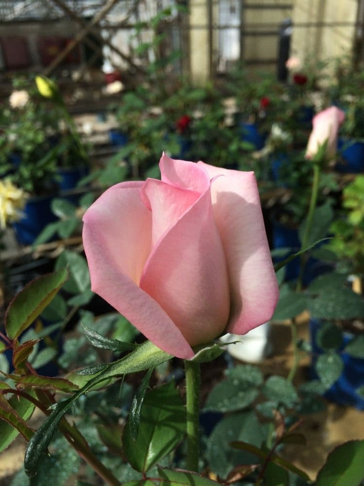 O F Nelson & Sons Nursery