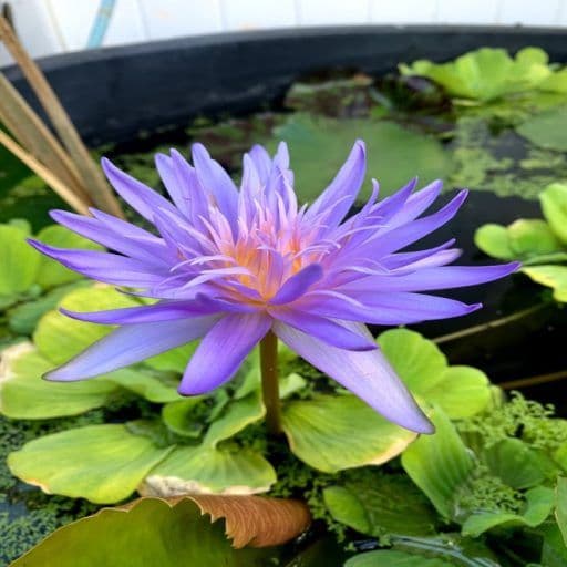 Oahu Water Lilies