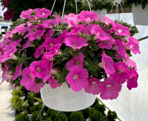 Oak Grove Greenhouse and Poly Outdoor Furniture