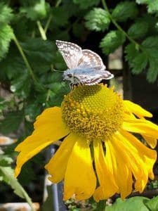 Oaktown Native Plant Nursery