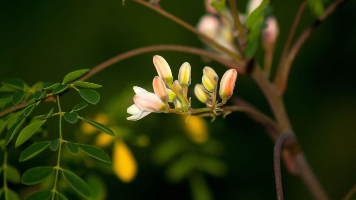Oasis Farms - Moringa and More