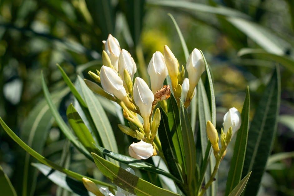 Oasis Growers LLC