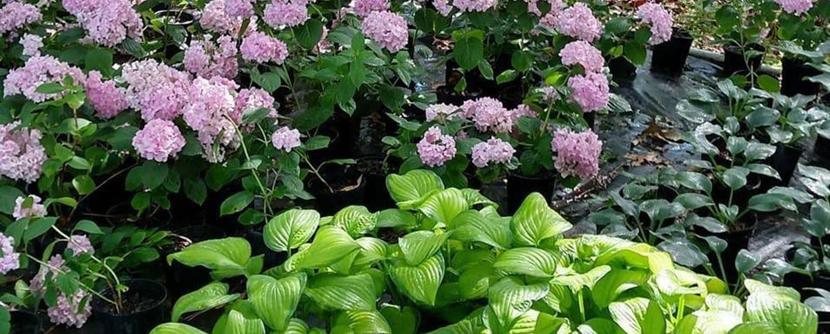 Oasis Ornamentals