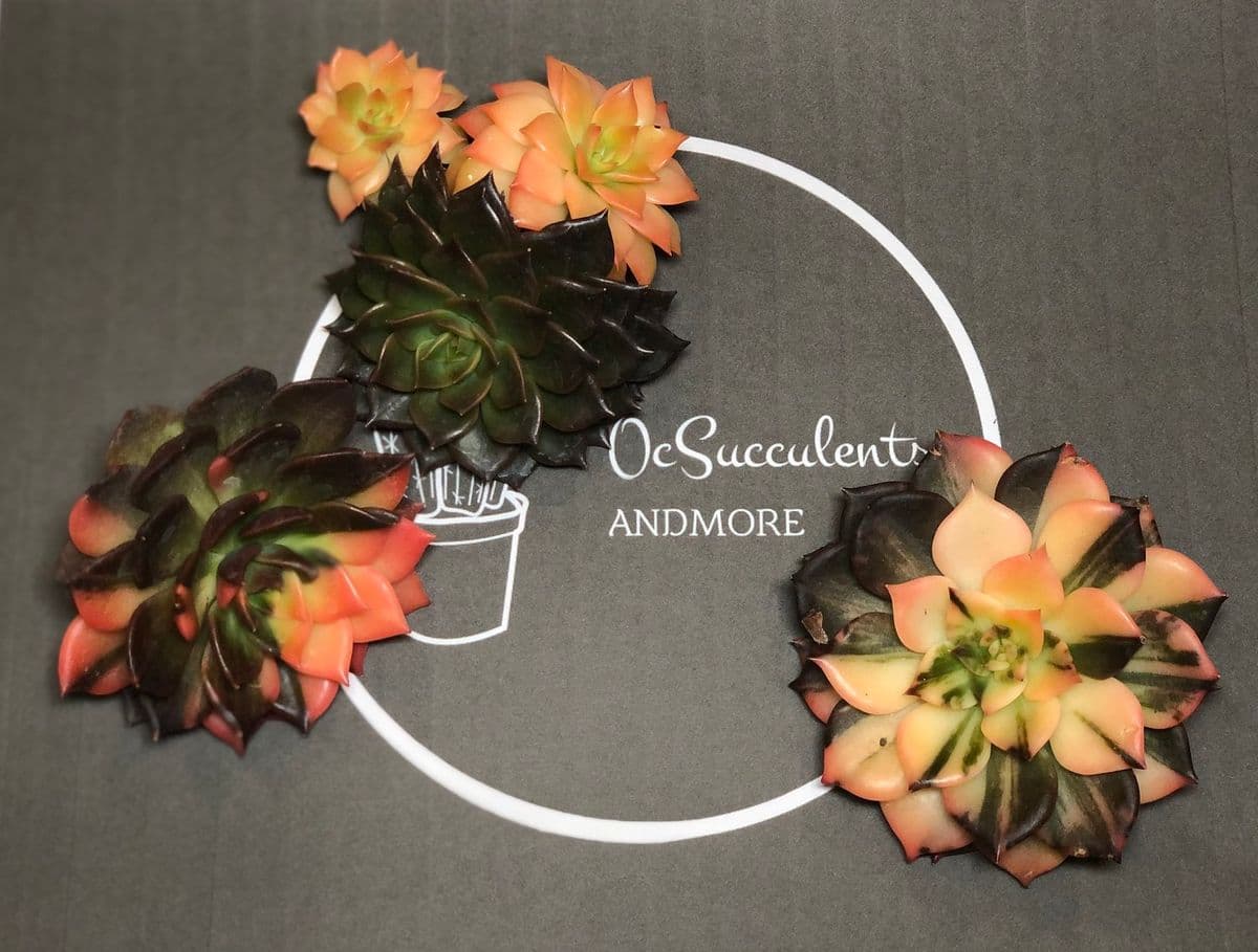 OC Succulents And More