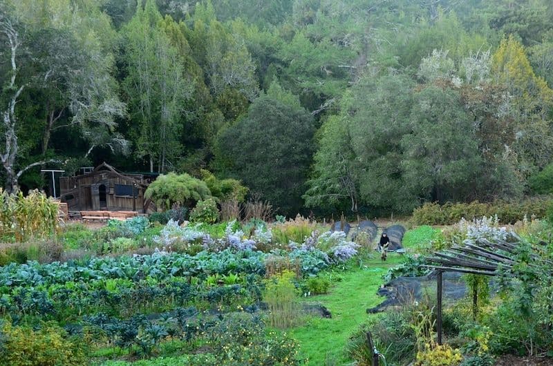Occidental Arts & Ecology Center