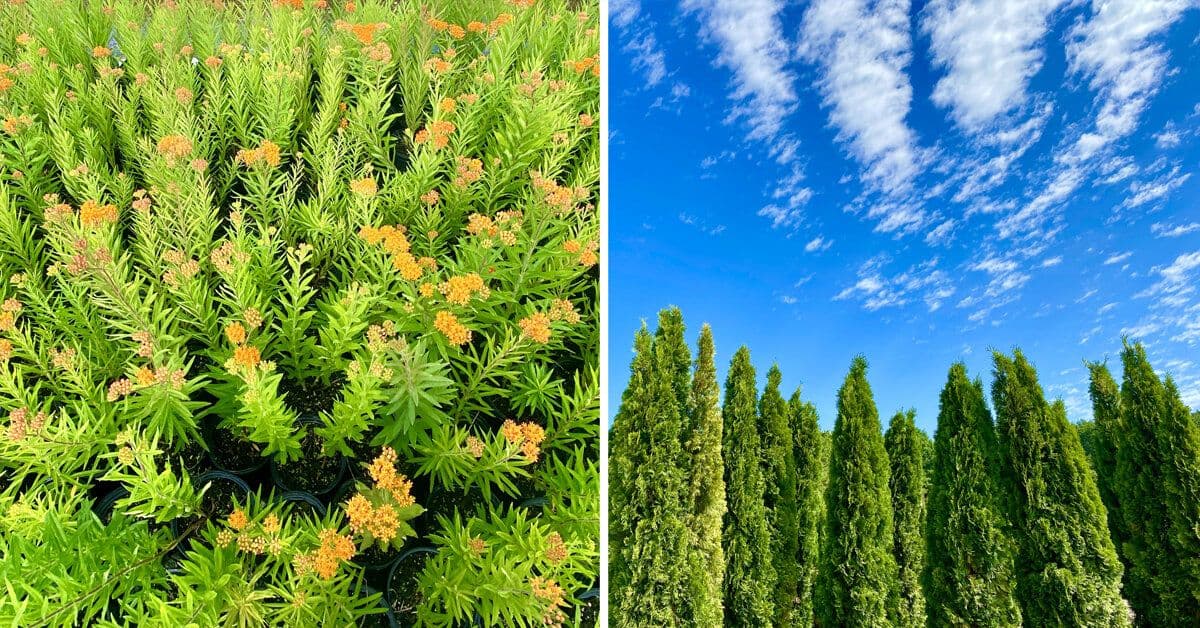 OCEAN WHOLESALE NURSERY FARM