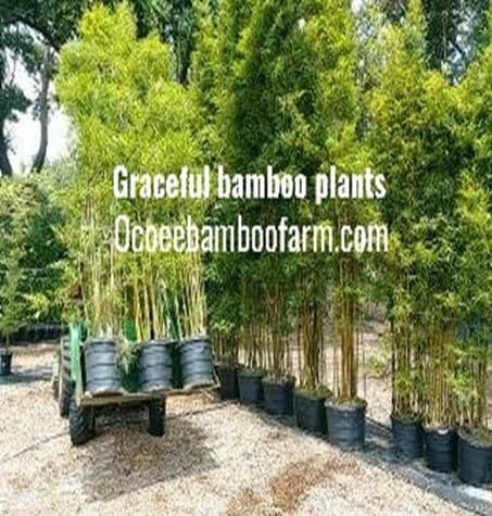 Ocoee Bamboo Farm