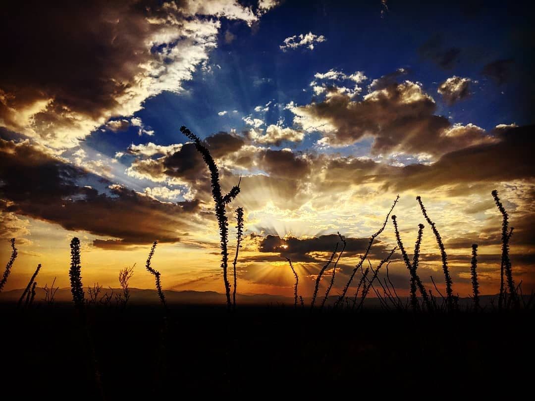 Ocotillo Joe