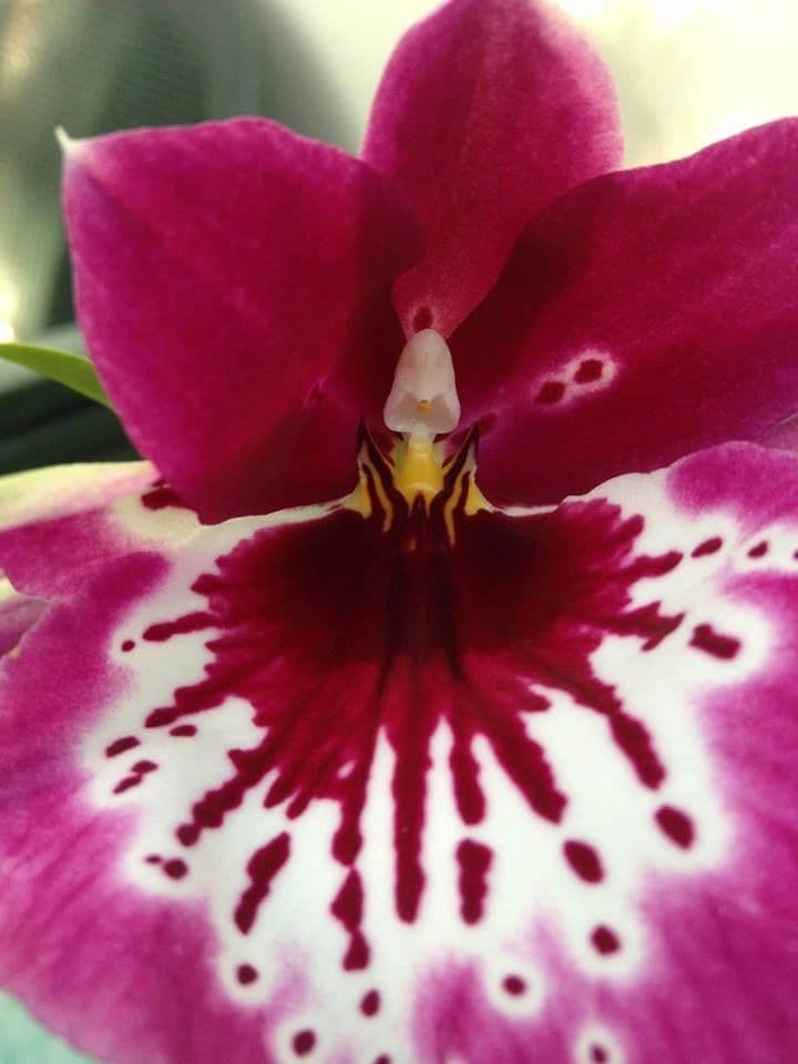 OFE Orchids & Supplies