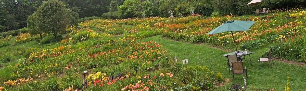 Olallie Daylily Gardens