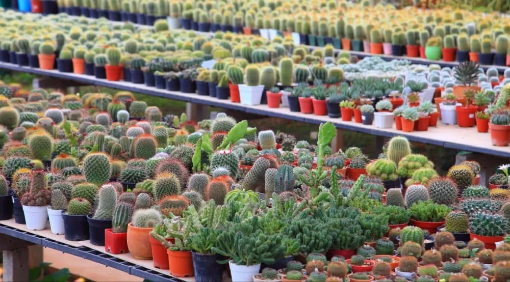 Old West Cactus Farm