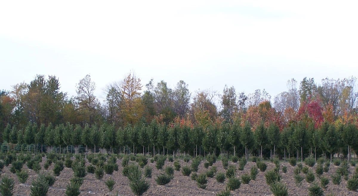 Oldani Landscape Nurseries