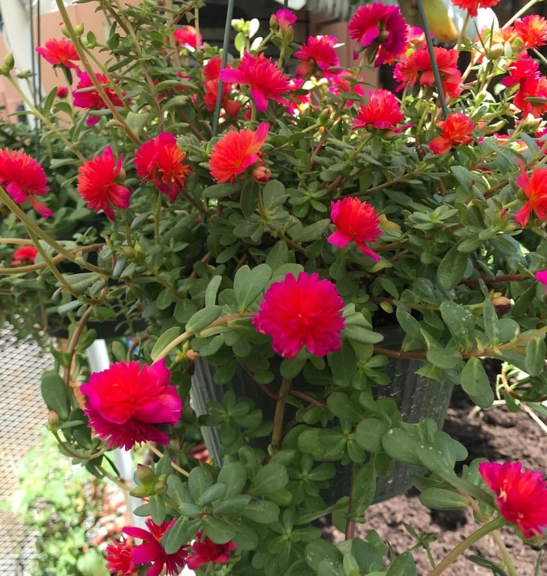 Oliva's Nursery Botanica