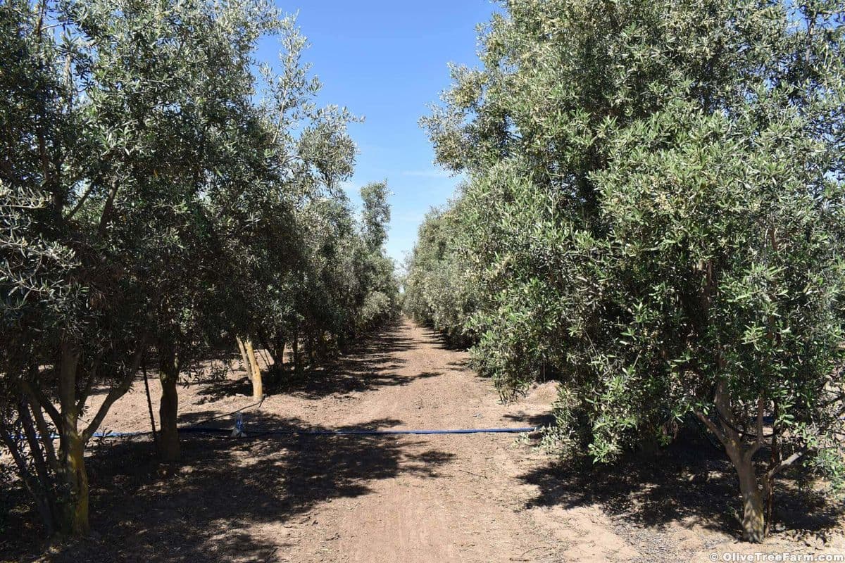 Olive Tree Farm