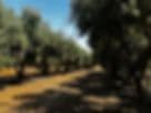 Olive Tree Nursery