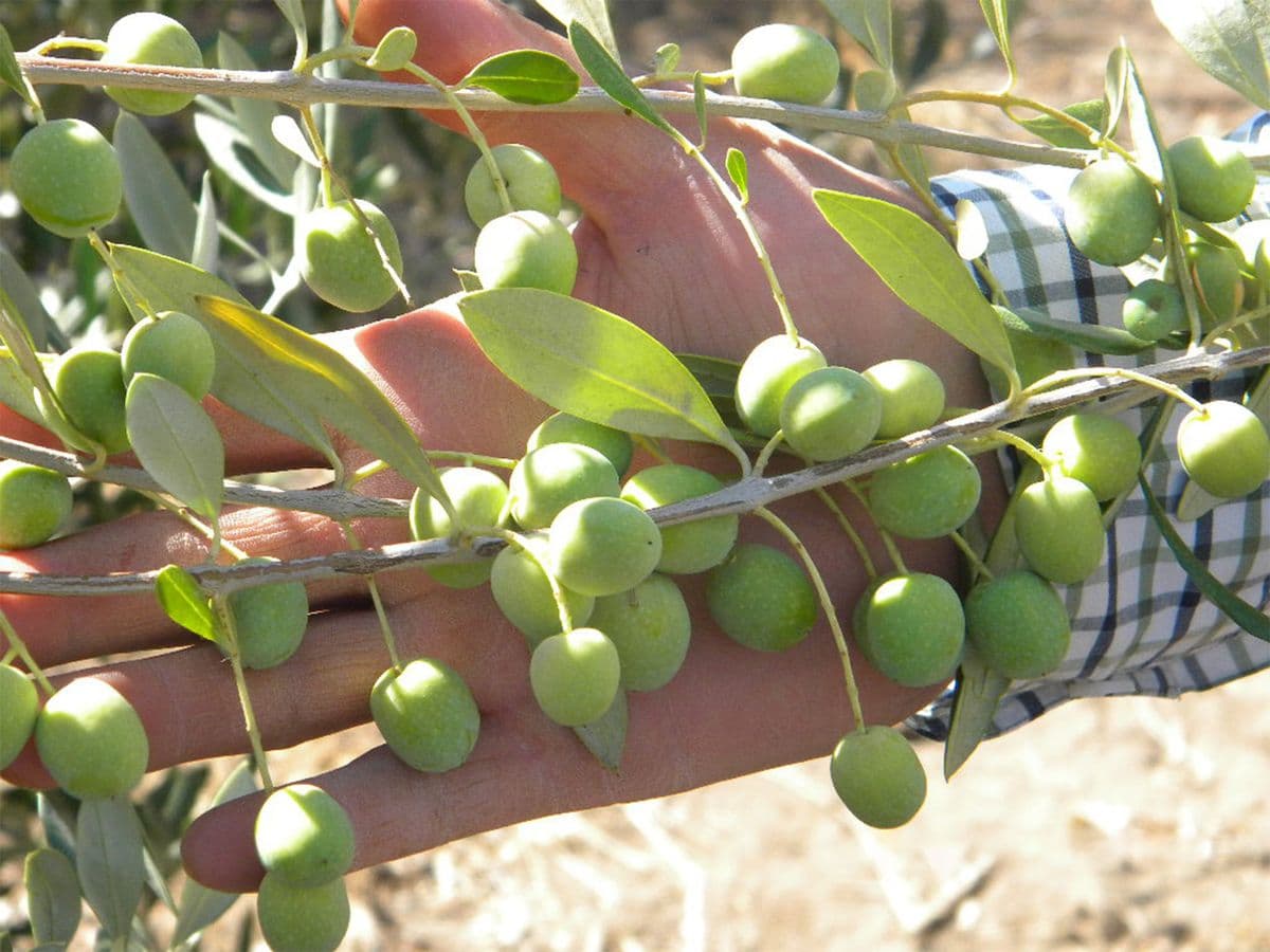 Olivi Nursery