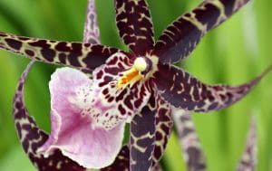 Olomana Orchids Inc