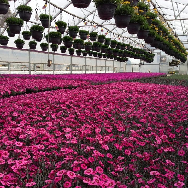 Olson's Greenhouse of Colorado