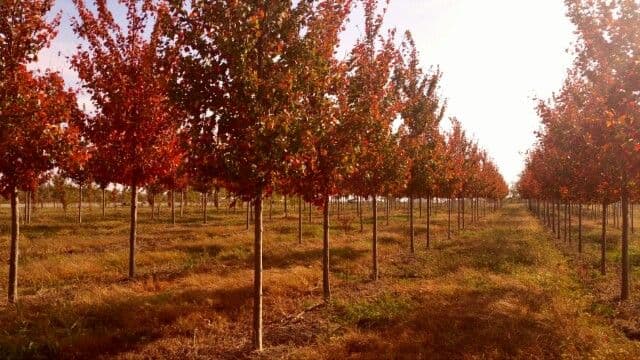 Onarga Nursery Co.