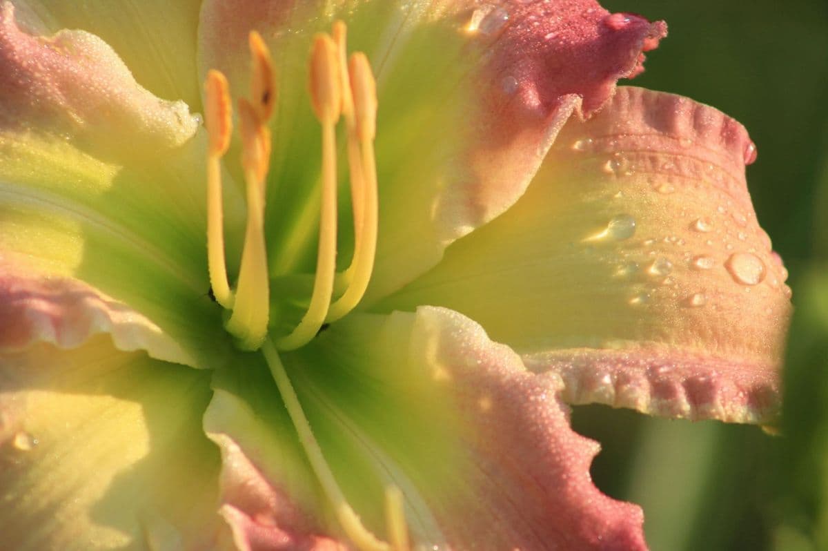 One Daylily at a Time