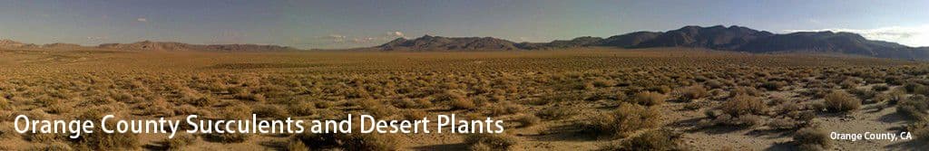 Orange County Succulents and Desert Plants